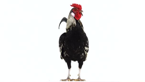 Rooster Rotate Crowing White Screen Sound — Stock Video