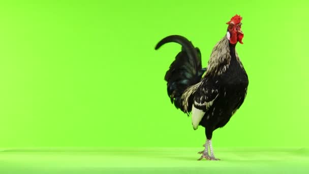 公鸡沿着相机移动 在绿色屏幕上鸣叫 — 图库视频影像