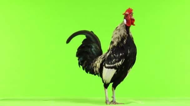Rooster Moves Camera Crowing Green Screen Sound — Stock Video