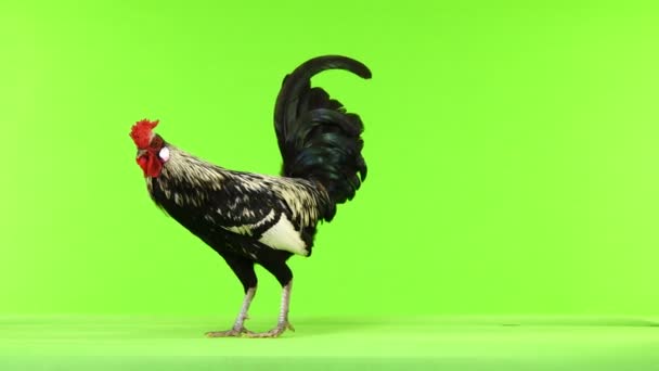 Rooster Muove Lungo Fotocamera Canta Uno Schermo Verde Suono — Video Stock