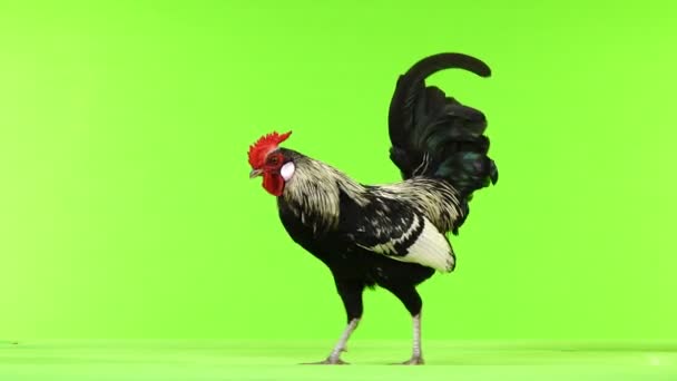 Rooster Goes Green Screen — Stock Video