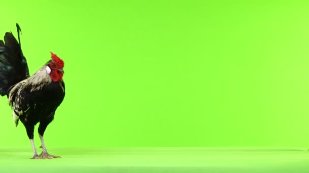 オンドリは 緑色の画面上に沿ってを行く — ストック動画