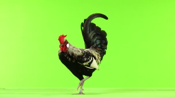 Rooster Goes Green Screen — Stock Video