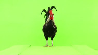 Horoz kameraya yeşil ekran üzerinde yürür.