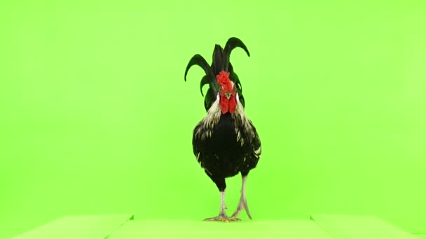 Κόκορας Βόλτες Φωτογραφική Μηχανή Στην Πράσινη Οθόνη — Αρχείο Βίντεο