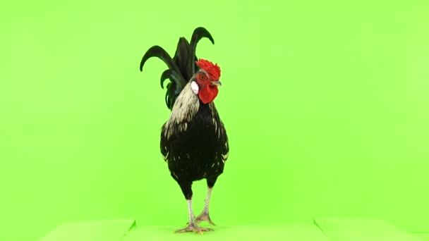 Κόκορας Βόλτες Φωτογραφική Μηχανή Στην Πράσινη Οθόνη — Αρχείο Βίντεο