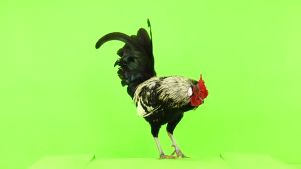 Rooster Walks Green Screen — Stock Video
