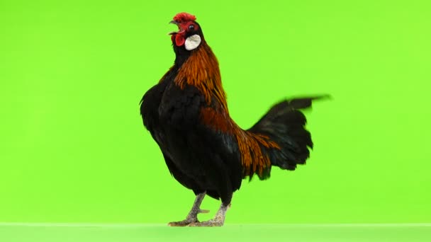 Rooster Crowing Green Screen Sound — Stock Video