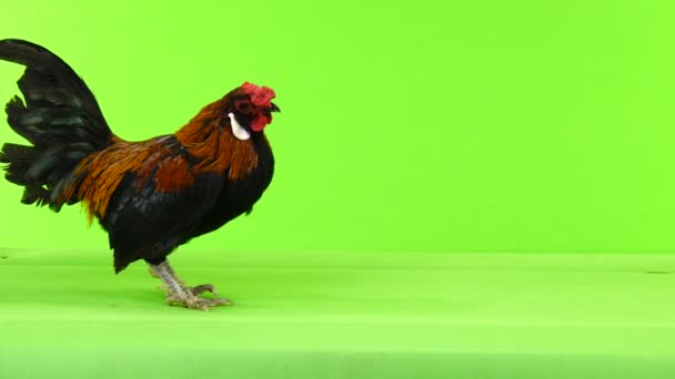 Rooster Moves Camera Green Screen — Stock Video