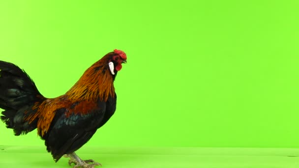 Haan Beweegt Langs Camera Kraaien Een Groen Scherm Geluid — Stockvideo