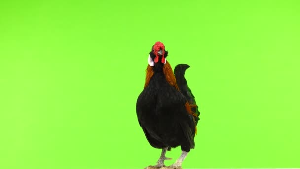 Rooster Rotate Green Screen — Stock Video