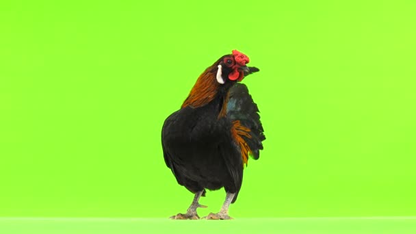 Gallo Che Canta Sullo Schermo Verde Suono — Video Stock