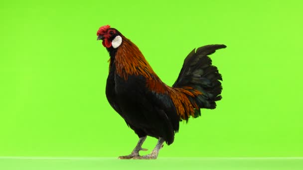 Rooster Crowing Green Screen Sound — Stock Video