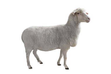 beyaz arkaplanda izole edilmiş koyun