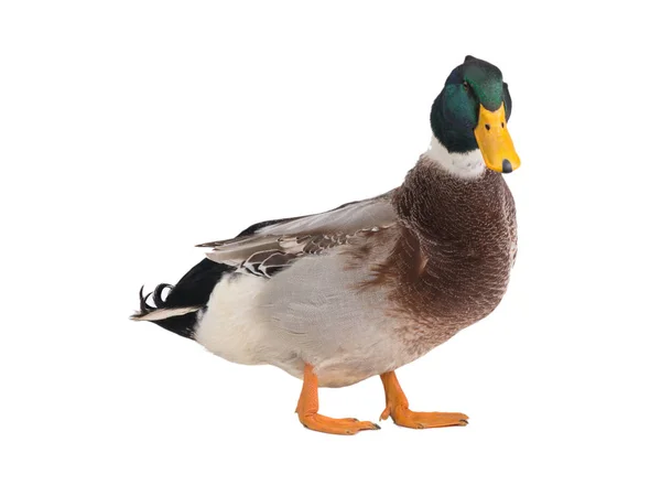 Manlig Brun Duck Isolerad Vit Bakgrund — Stockfoto