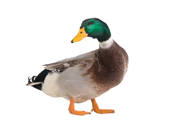 Männliche Braune Ente Isoliert Auf Weißem Hintergrund — Stockfoto