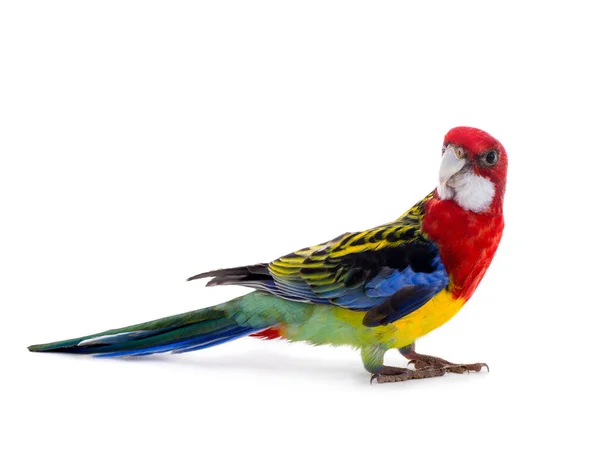 Perroquet Rosella Perroquet Isolé Sur Fond Blanc — Photo