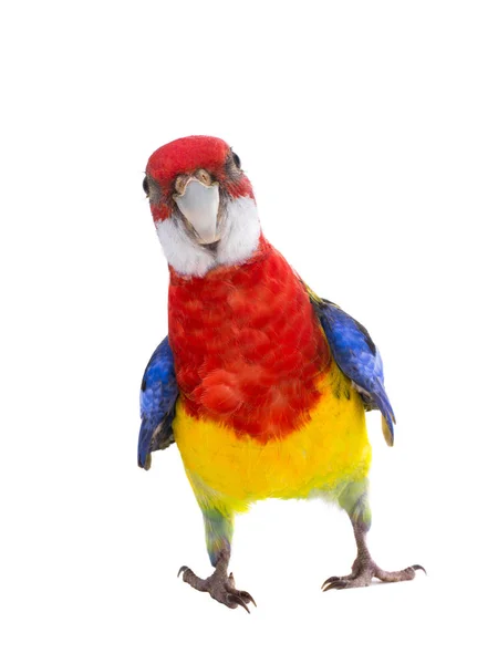 Papagei Rosella Papagei Isoliert Auf Weißem Hintergrund — Stockfoto