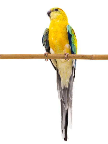 Papagei Haematonotus Psephotus Isoliert Auf Weißem Hintergrund — Stockfoto