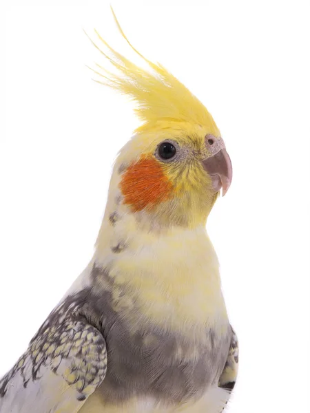 Corella Pappagallo Ritratto Isolata Sfondo Bianco — Foto Stock