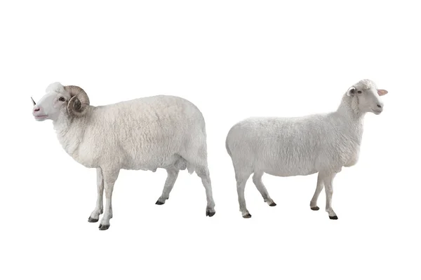 Weißer Widder Und Schafe Isoliert Auf Weißem Hintergrund — Stockfoto