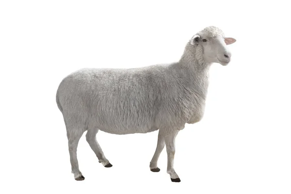 被白色背景隔离的绵羊 — 图库照片