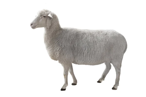 Sheep Isolated White Background — Stock Photo, Image