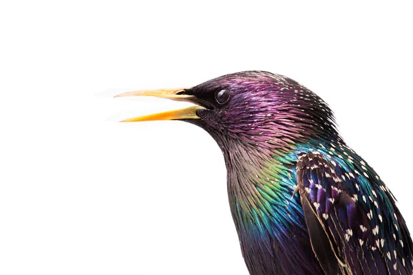 Portrait Colorful Plumage European Starling Sturnus Vulgaris Spring Isolated White — Stock Photo, Image