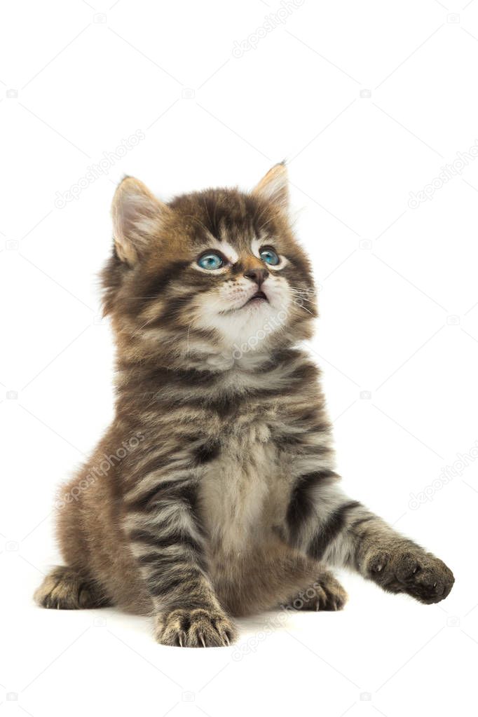 kitten isolated on a white background