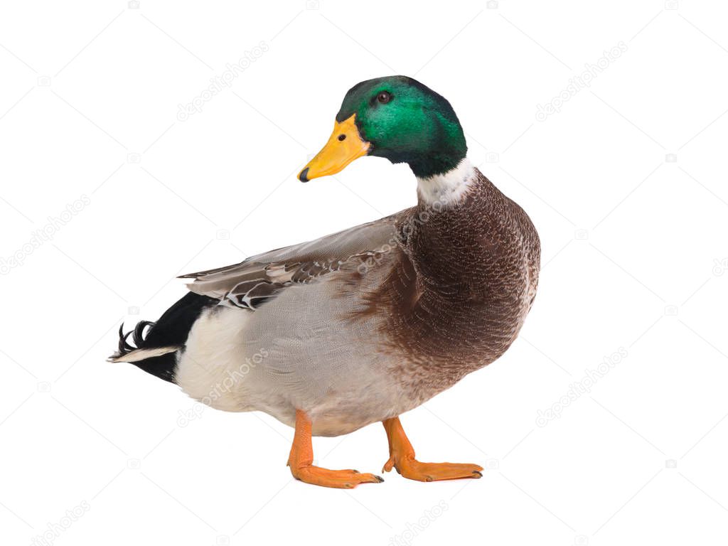 male brown duck isolated on white background
