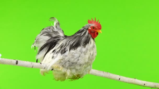 Cochin Rooster Sitting Tree Branch Green Screen — Stock Video