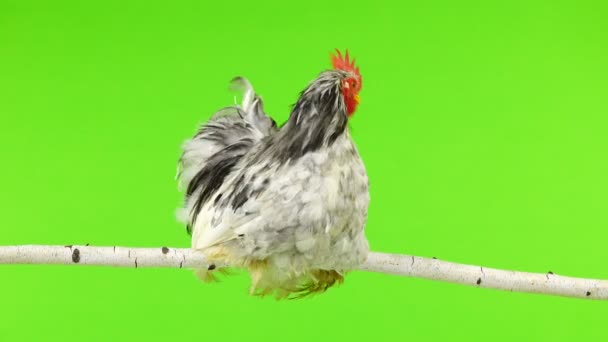 Cochin Rooster Sitting Tree Branch Green Screen — Stock Video