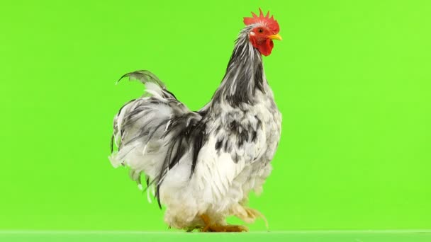 绿色屏幕上的科钦公鸡 — 图库视频影像