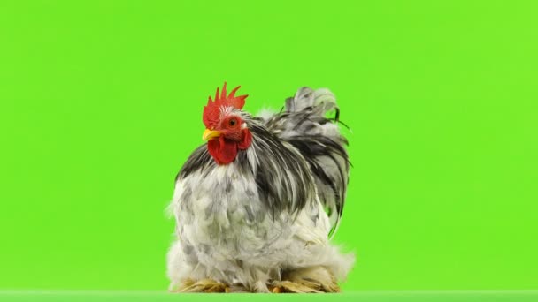 Cochin Rooster Green Screen — Stock Video