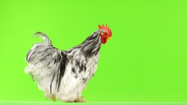 Cochin Rooster Green Screen — Stock Video