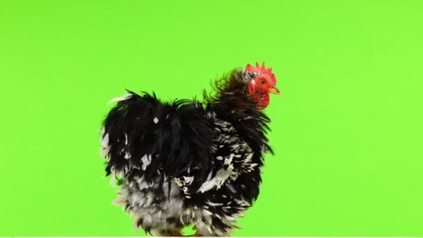 在绿色屏幕上旋转的科钦公鸡 — 图库视频影像