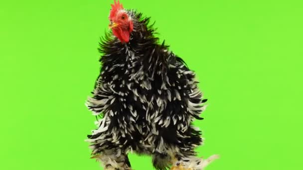 Cochin Rooster Rotate Green Screen — Stock Video