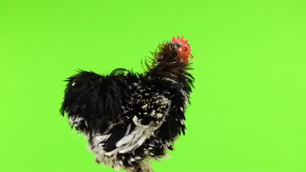 Cocco Gallo Ruotare Sullo Schermo Verde — Video Stock