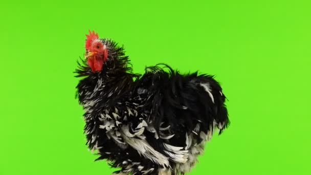 Cochin Rooster Rotate Green Screen — Stock Video