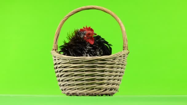 Cochin Rooster Sits Basket Green Screen — Stock Video
