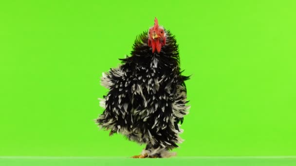 Cochin Rooster Standing One Leg Green Screen — Stock Video