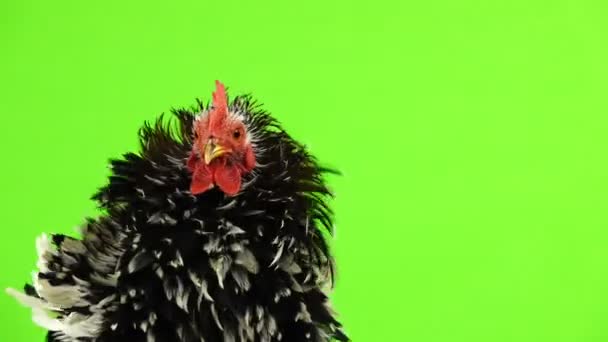 Cochin Rooster Portrait Green Screen — Stock Video