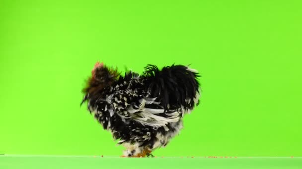 Cochin Rooster Pecks Grain Green Screen — Stock Video