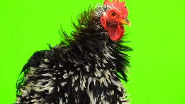 Cochin horoz portre yeşil ekran üzerinde.