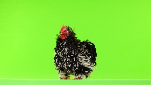 Cochin Rooster Cleans Feathers Green Screen — Stock Video