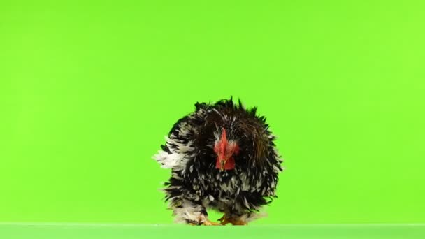 コーチン鶏をきれいに緑色の画面に羽 — ストック動画