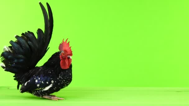 沙博公鸡移动沿相机在绿色屏幕上 — 图库视频影像
