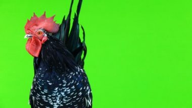 yeşil ekranda shabo horoz portre