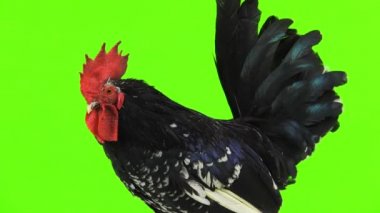 yeşil ekranda shabo horoz portre