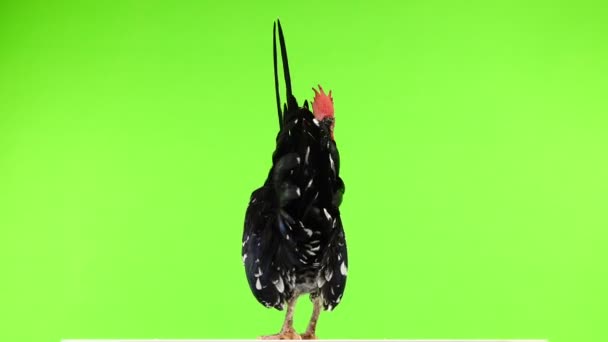 Shabo Rooster Rotate Green Screen — Stock Video